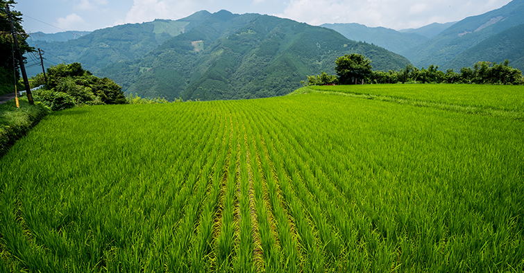 云南旅游元阳梯田-建...