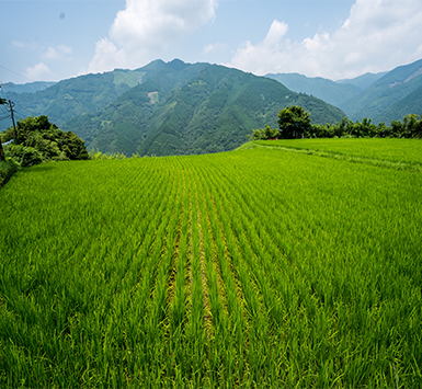 云南旅游元阳梯田-建...